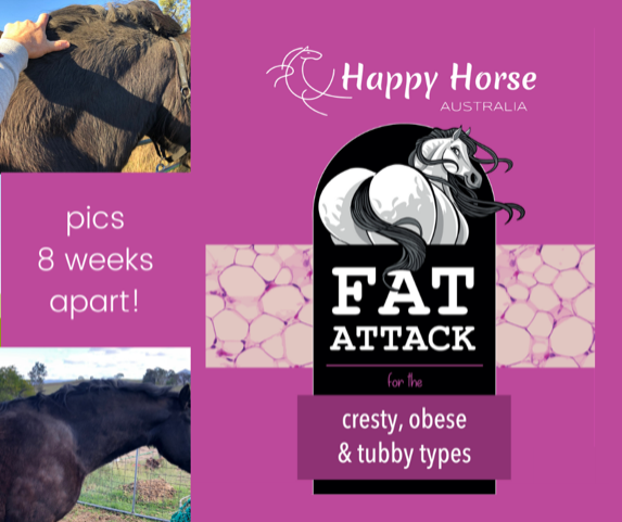 Happy Horse - Fat Attack - Rescue My Rugs